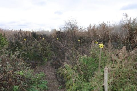 polje marihuane polje marihuane