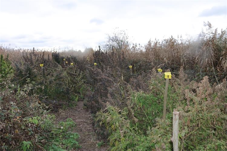 polje marihuane polje marihuane