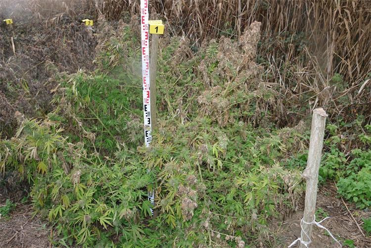 polje marihuane polje marihuane