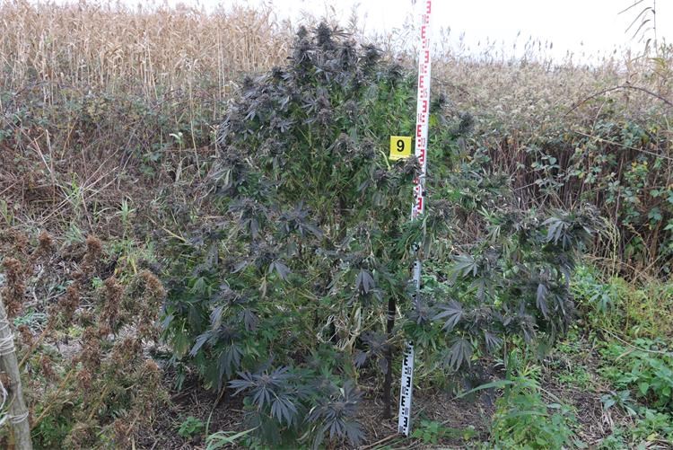 polje marihuane polje marihuane