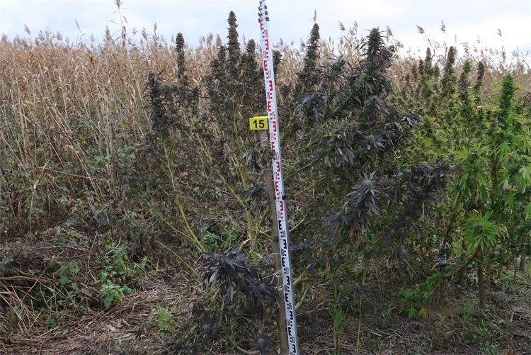 polje marihuane polje marihuane