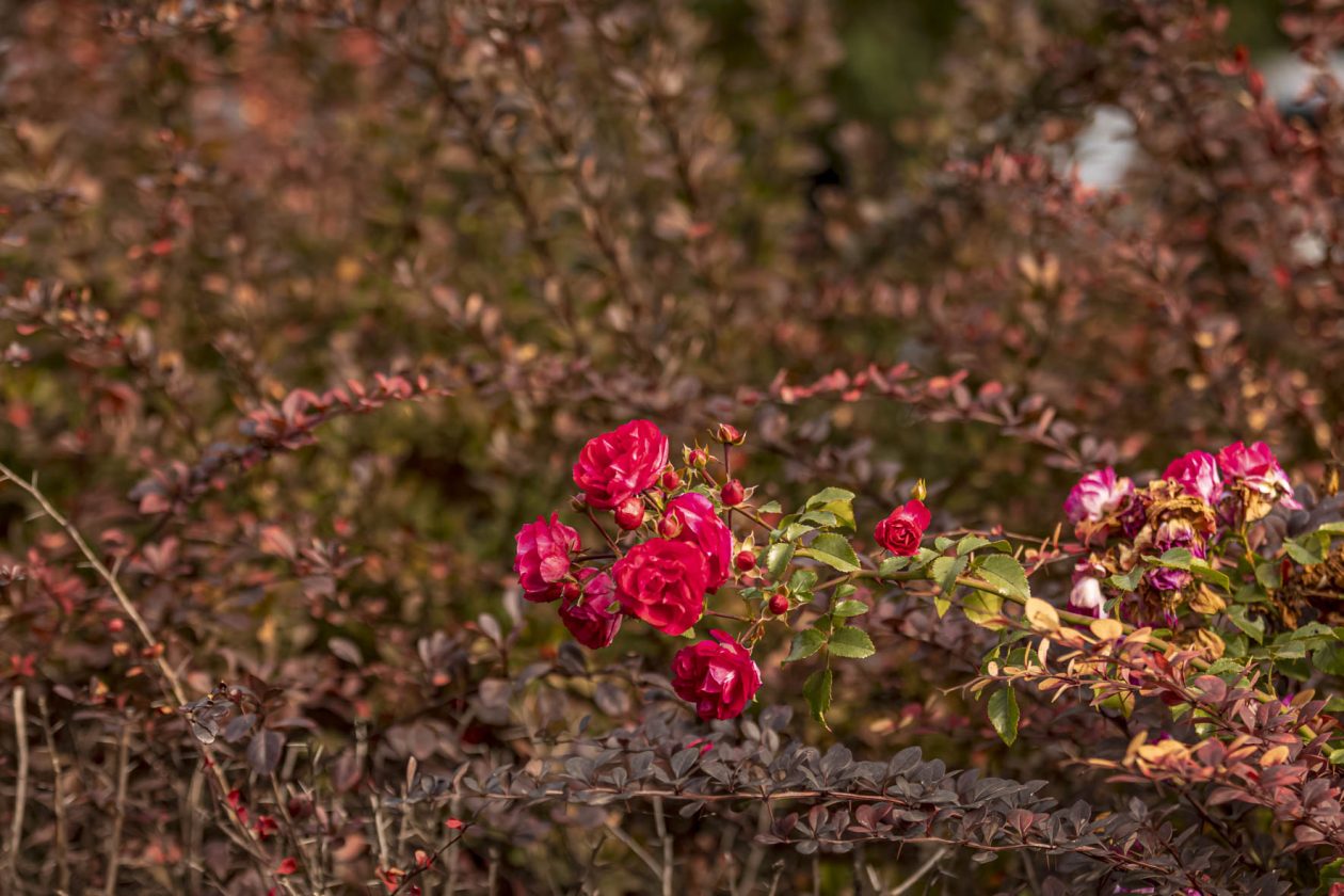 Jesenska šetnja 2025.