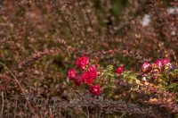 Jesenska šetnja 2025.