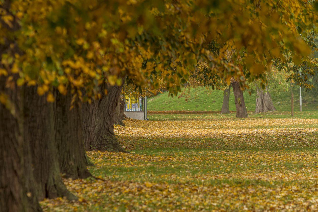 Jesenska šetnja 2025.