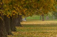 Jesenska šetnja 2025.