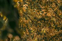 Jesenska šetnja 2025.