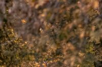 Jesenska šetnja 2025.