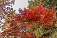 Jesenska šetnja 2025.