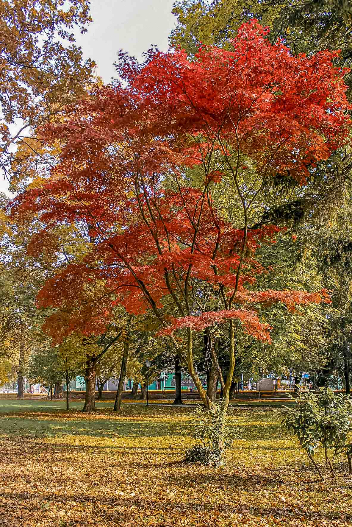 Jesenska šetnja 2025.