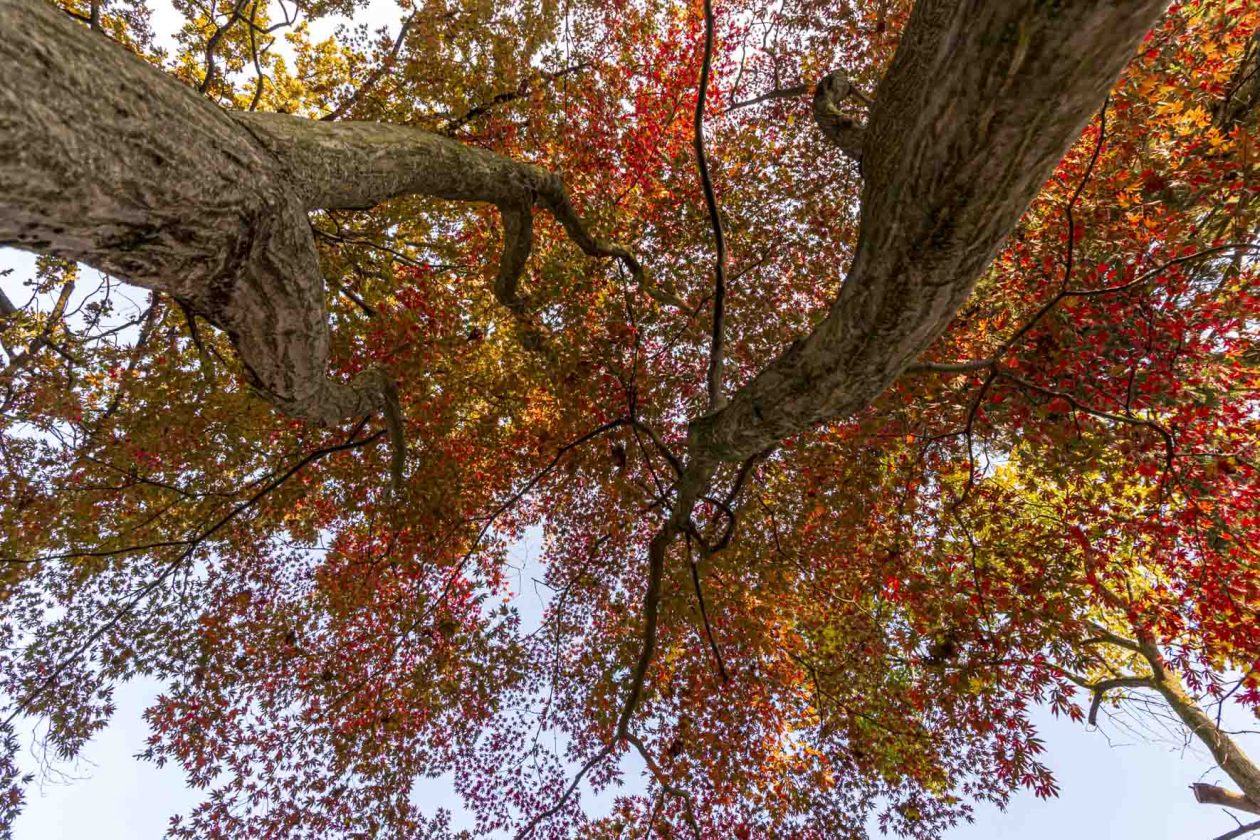 Jesenska šetnja 2025.