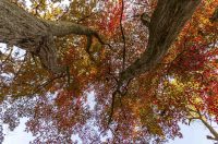 Jesenska šetnja 2025.