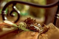 Jesenska šetnja 2025.