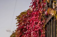 Jesenska šetnja 2025.