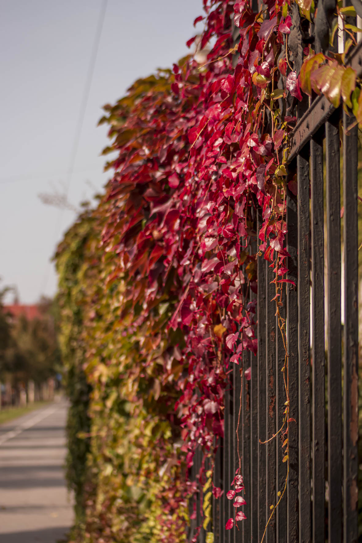 Jesenska šetnja 2025.