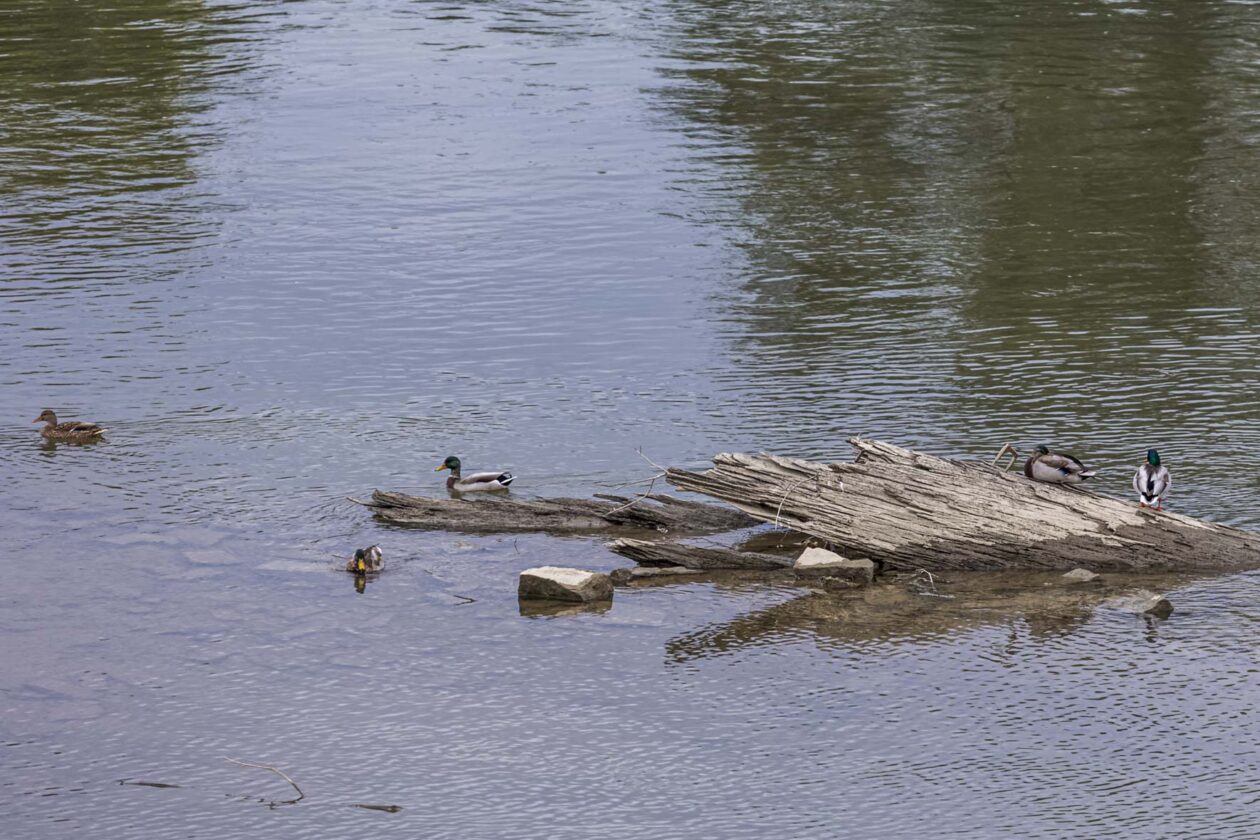 Nedjeljna šetnja promenadom 28.09.2025.