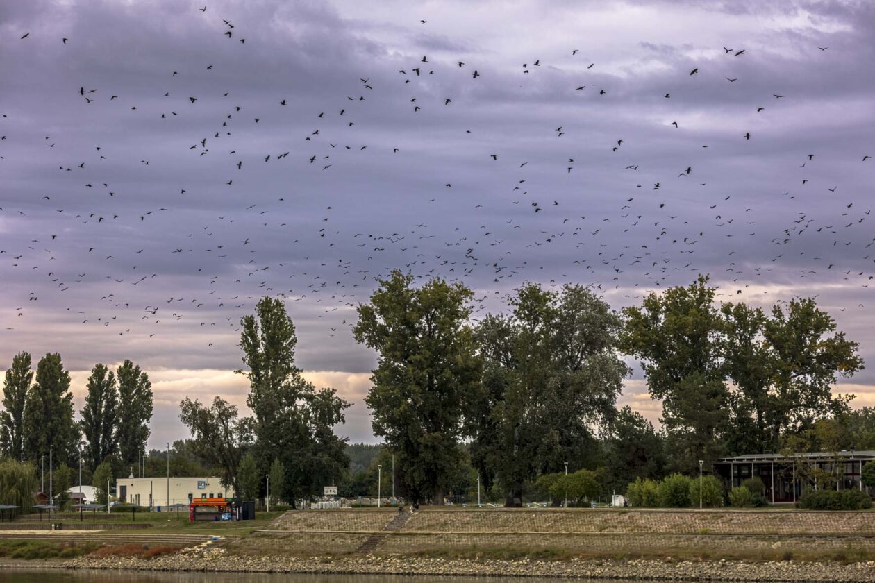 Nedjeljna šetnja promenadom 28.09.2025.