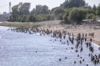 Kupanje Kopika 10.8.2025.