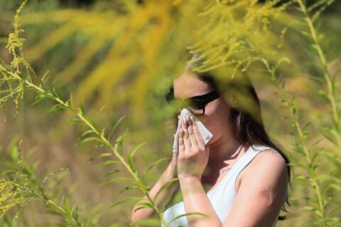 ambroziaj alerija alergičari