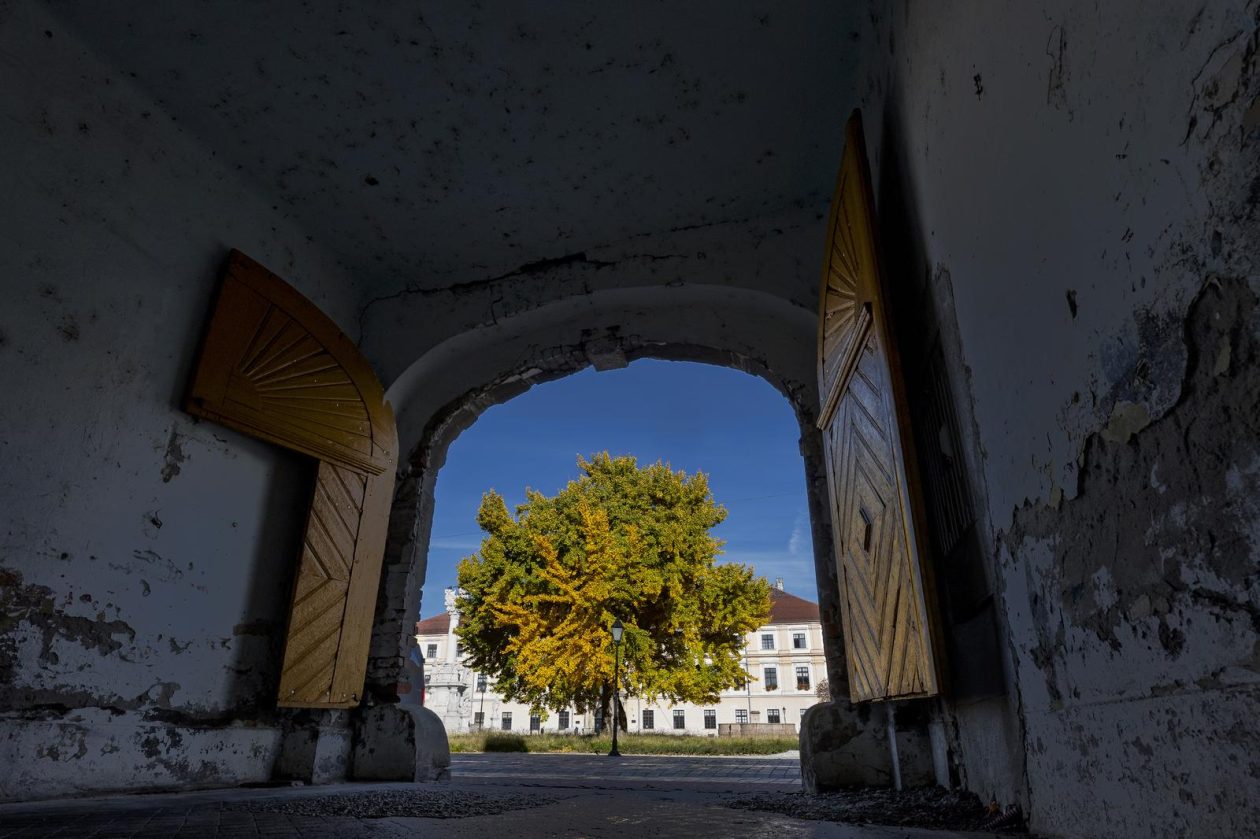 Osijek: Ginko na trgu Sv. Trojstva osječke Tvrđe počeo je poprimati svoju jesensku žutu boju Osijek: Ginko na trgu Sv. Trojstva osječke Tvrđe počeo je poprimati svoju jesensku žutu boju