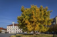 Osijek: Ginko na trgu Sv. Trojstva osječke Tvrđe počeo je poprimati svoju jesensku žutu boju Osijek: Ginko na trgu Sv. Trojstva osječke Tvrđe počeo je poprimati svoju jesensku žutu boju