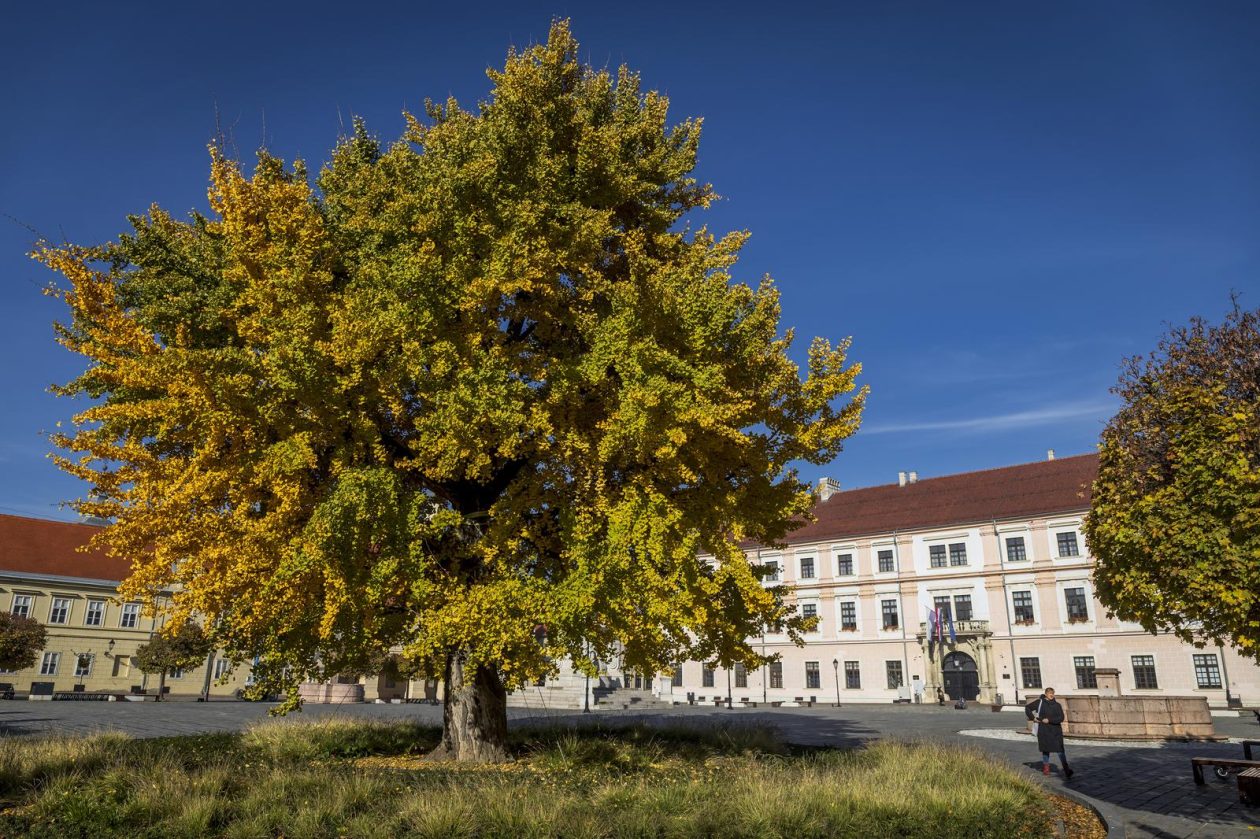 Osijek: Ginko na trgu Sv. Trojstva osječke Tvrđe počeo je poprimati svoju jesensku žutu boju Osijek: Ginko na trgu Sv. Trojstva osječke Tvrđe počeo je poprimati svoju jesensku žutu boju
