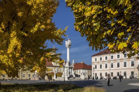 Osijek: Ginko na trgu Sv. Trojstva osječke Tvrđe počeo je poprimati svoju jesensku žutu boju