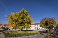 Osijek: Ginko na trgu Sv. Trojstva osječke Tvrđe počeo je poprimati svoju jesensku žutu boju Osijek: Ginko na trgu Sv. Trojstva osječke Tvrđe počeo je poprimati svoju jesensku žutu boju