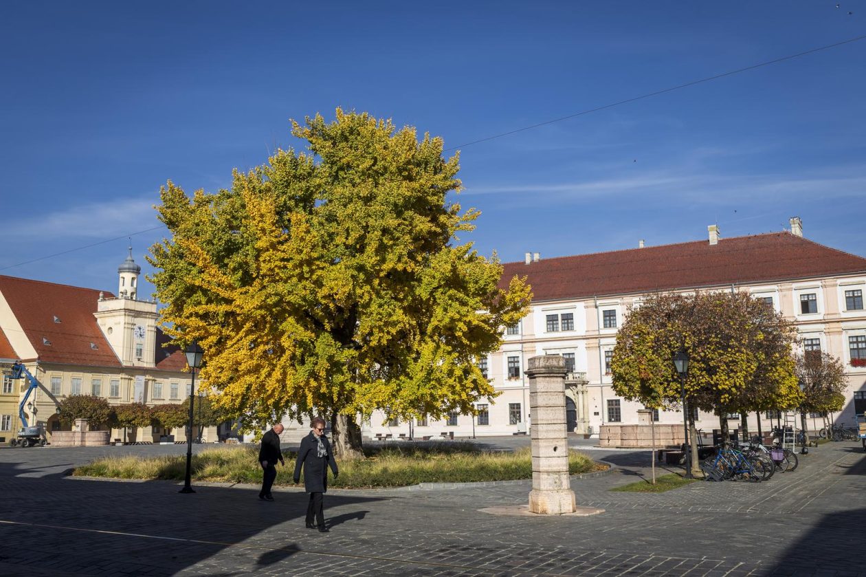 Osijek: Ginko na trgu Sv. Trojstva osječke Tvrđe počeo je poprimati svoju jesensku žutu boju Osijek: Ginko na trgu Sv. Trojstva osječke Tvrđe počeo je poprimati svoju jesensku žutu boju