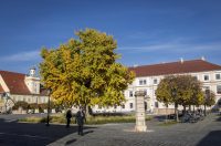 Osijek: Ginko na trgu Sv. Trojstva osječke Tvrđe počeo je poprimati svoju jesensku žutu boju Osijek: Ginko na trgu Sv. Trojstva osječke Tvrđe počeo je poprimati svoju jesensku žutu boju