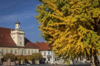 Osijek: Ginko na trgu Sv. Trojstva osječke Tvrđe počeo je poprimati svoju jesensku žutu boju Osijek: Ginko na trgu Sv. Trojstva osječke Tvrđe počeo je poprimati svoju jesensku žutu boju