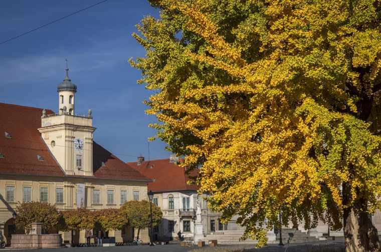 Osijek: Ginko na trgu Sv. Trojstva osječke Tvrđe počeo je poprimati svoju jesensku žutu boju
