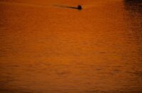 Osijek: Prekrasan zalazak sunca na Dravi Osijek: Prekrasan zalazak sunca na Dravi