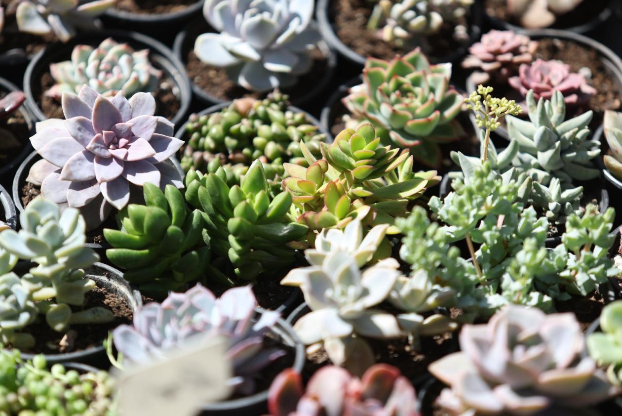 Sajam cvijeća 2026.