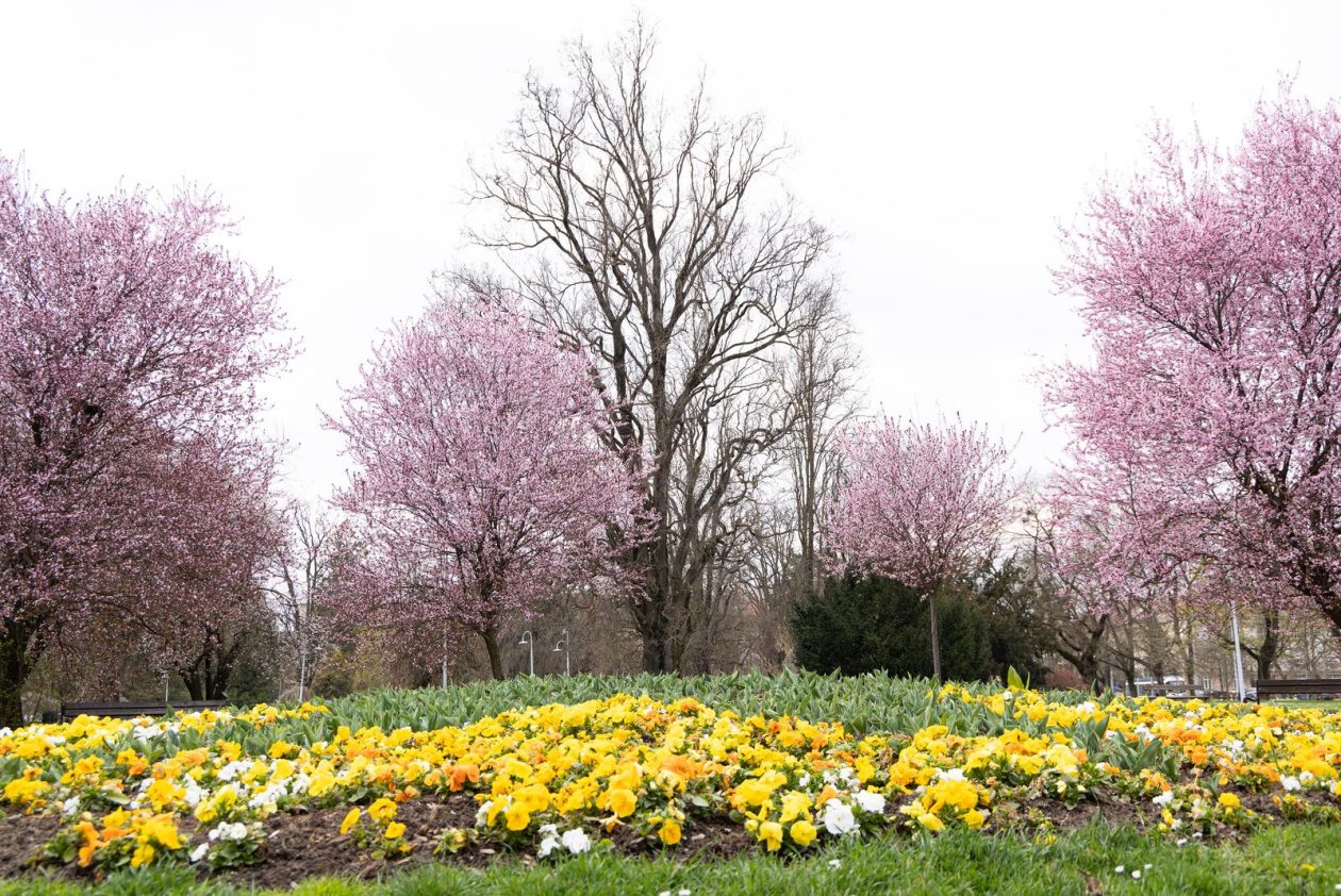 Proljeće u Parku kralja Petra Krešimira IV
