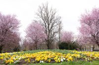 Proljeće u Parku kralja Petra Krešimira IV