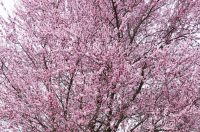 Proljeće u Parku kralja Petra Krešimira IV