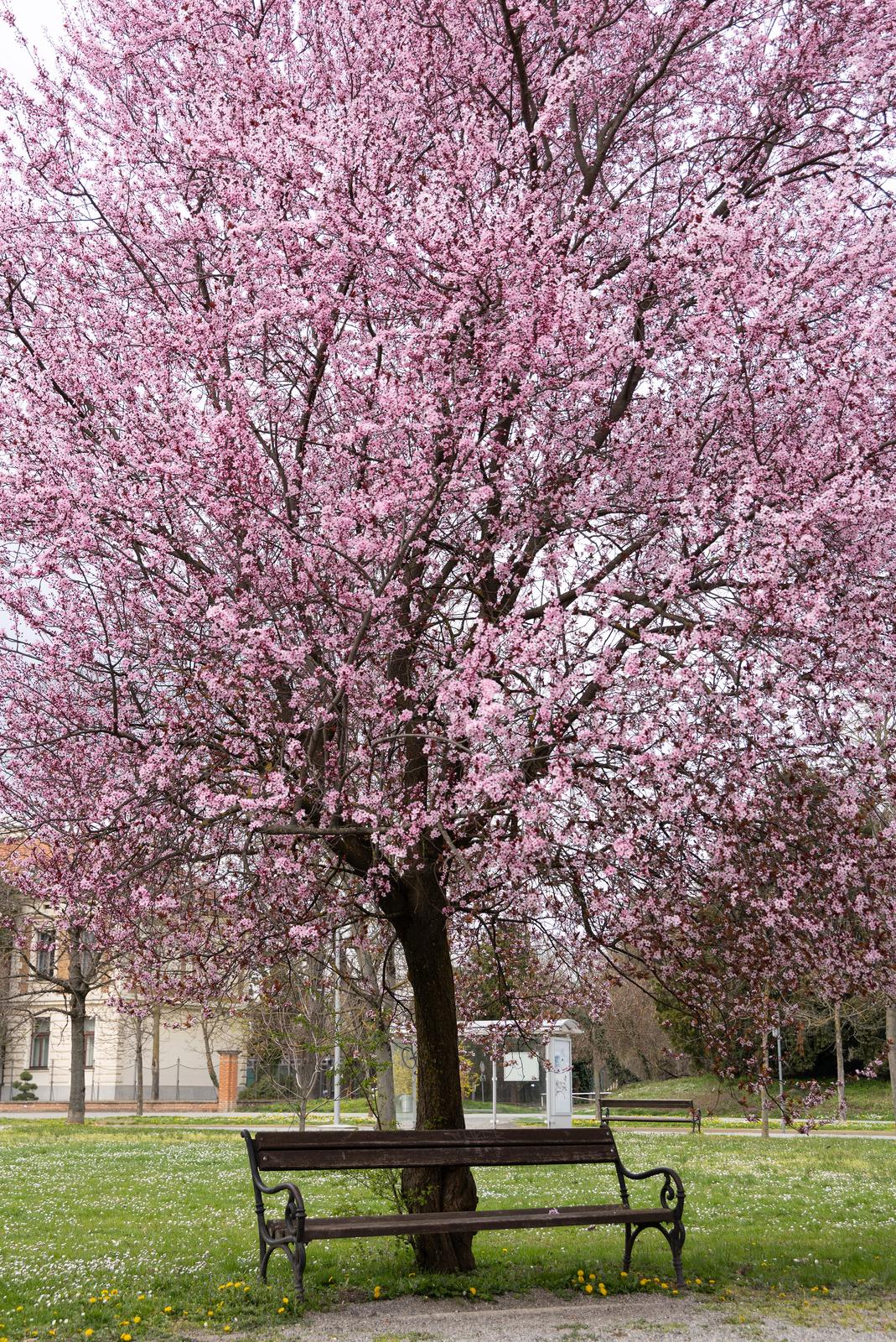 Proljeće u Parku kralja Petra Krešimira IV