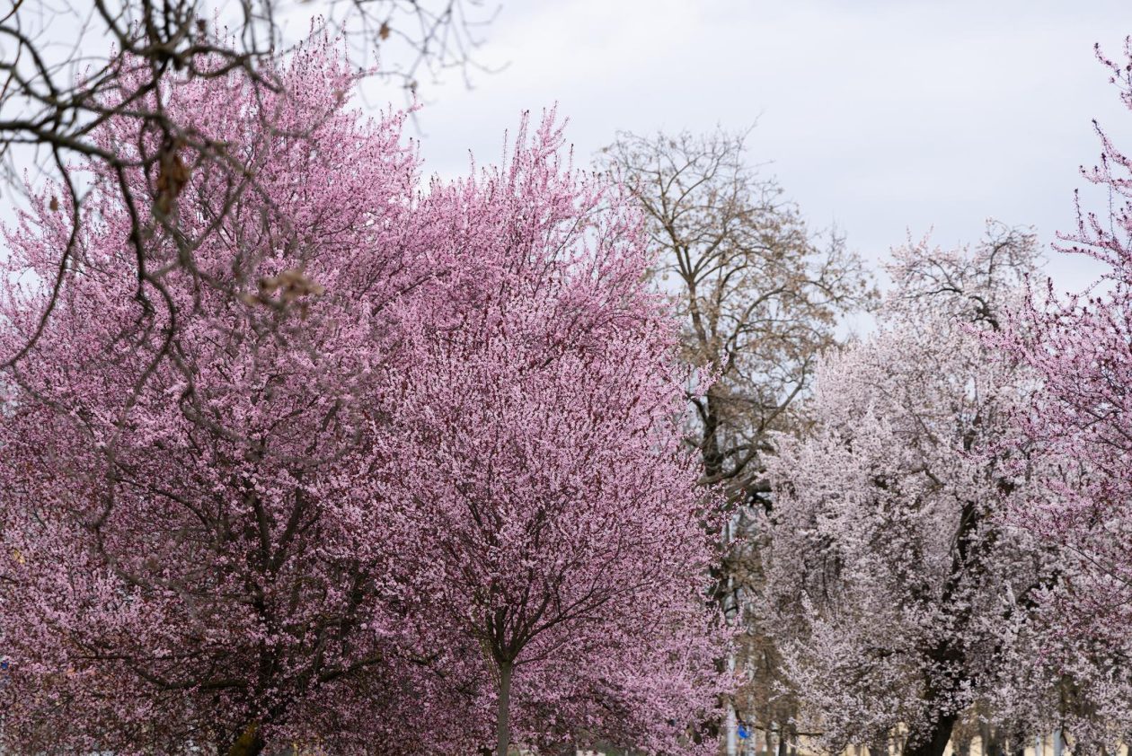 Proljeće u Parku kralja Petra Krešimira IV