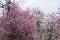 Proljeće u Parku kralja Petra Krešimira IV