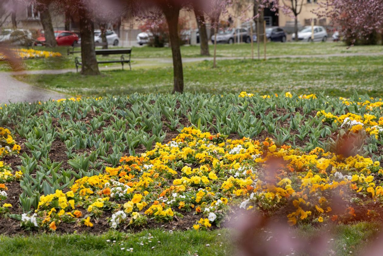 Proljeće u Parku kralja Petra Krešimira IV