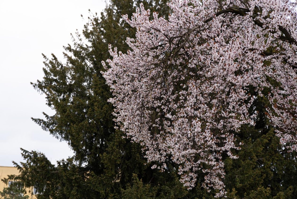 Proljeće u Parku kralja Petra Krešimira IV