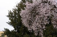 Proljeće u Parku kralja Petra Krešimira IV