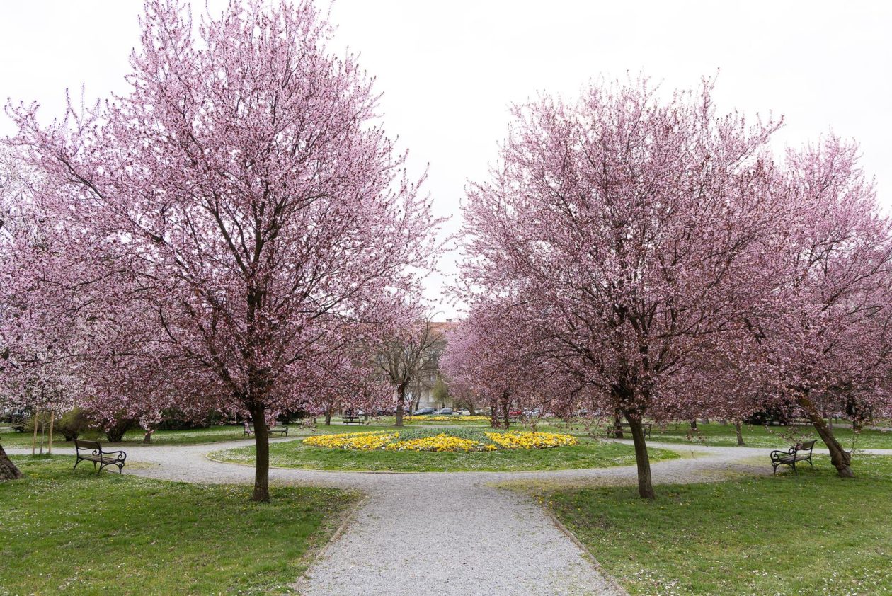 Proljeće u Parku kralja Petra Krešimira IV