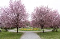 Proljeće u Parku kralja Petra Krešimira IV