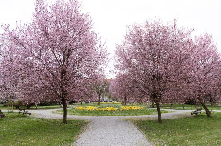 Proljeće u Parku kralja Petra Krešimira IV Proljeće u Parku kralja Petra Krešimira IV