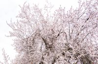 Proljeće u Parku kralja Petra Krešimira IV