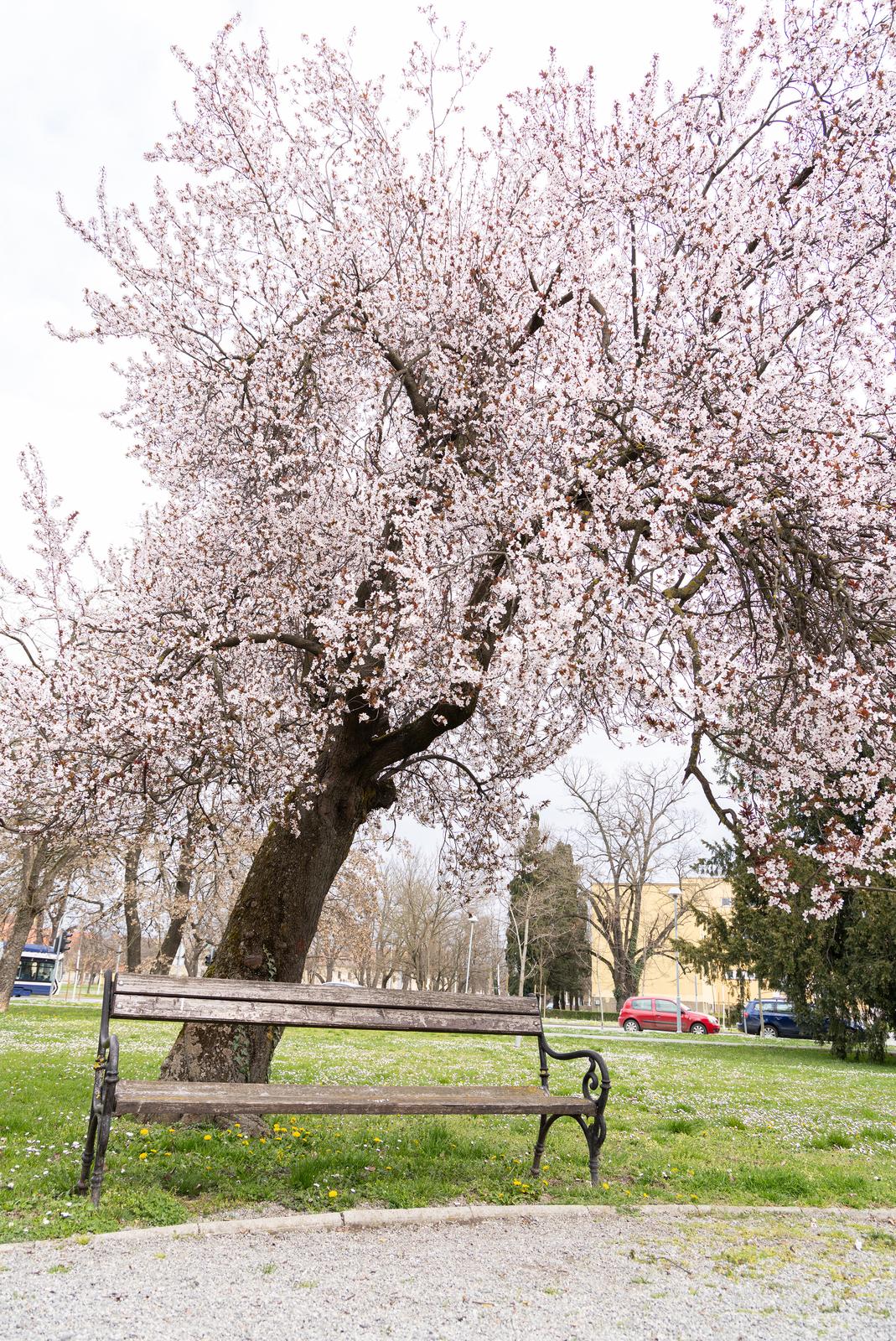 Proljeće u Parku kralja Petra Krešimira IV