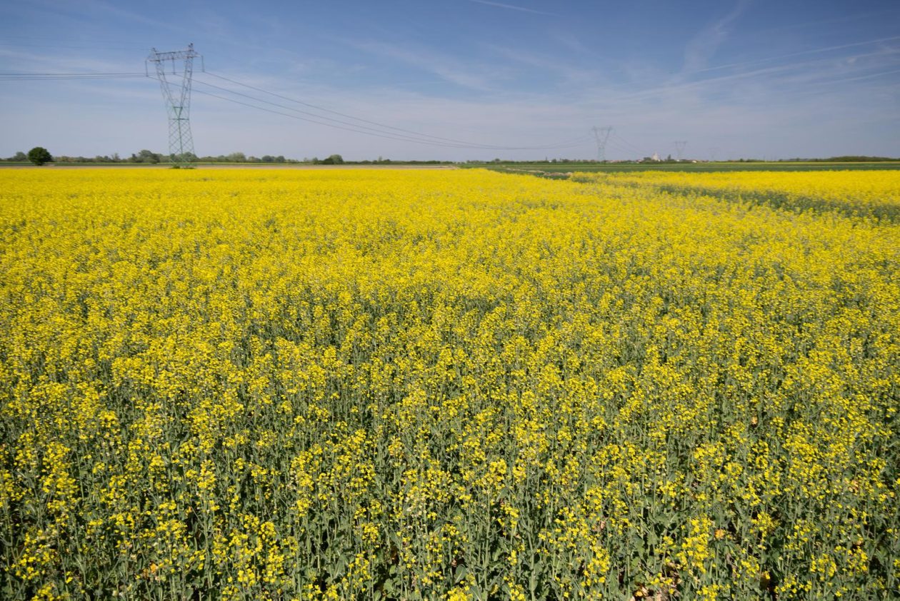 Polja uljane repice u žarkim žutim bojama