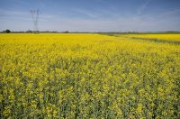 Polja uljane repice u žarkim žutim bojama