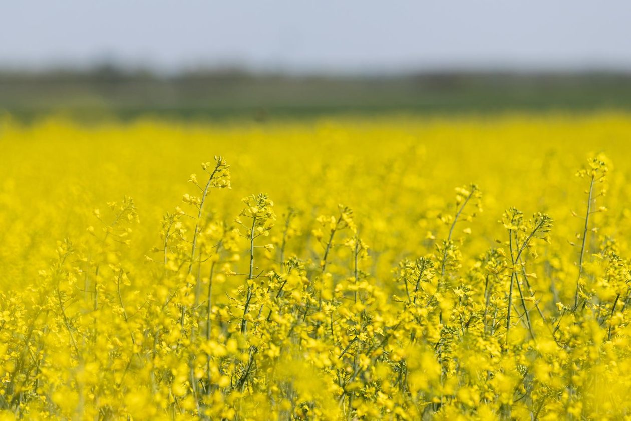 Polja uljane repice u žarkim žutim bojama
